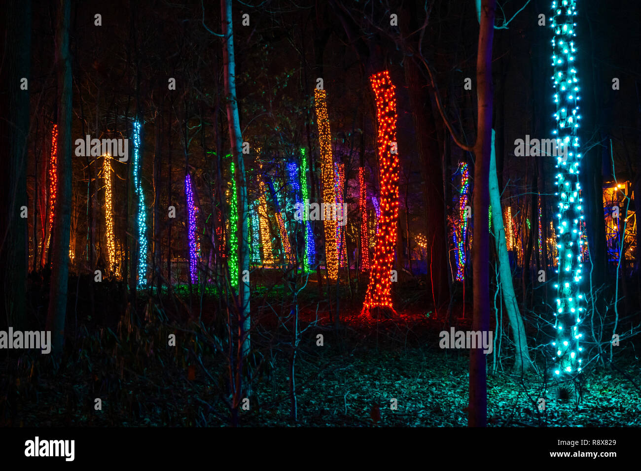 Night View Of Christmas Lights Decorations Longwood Gardens