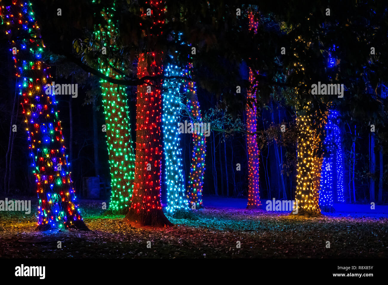 Night View Of Christmas Lights Decorations Longwood Gardens