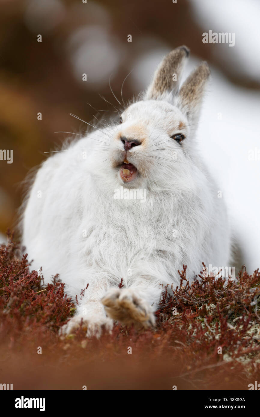 white bunny in the wilderness of Scottish highland. The images are