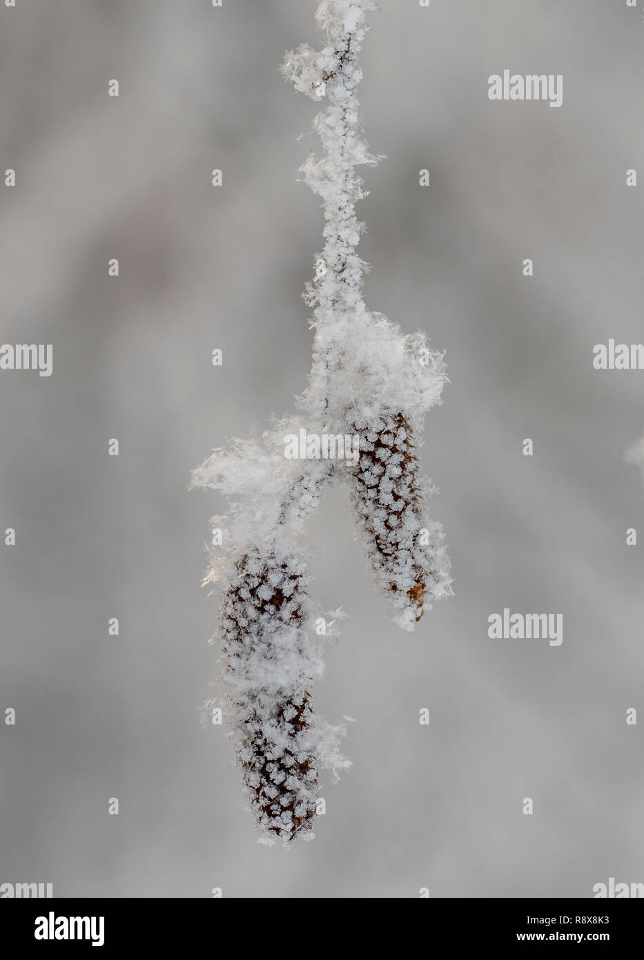 birch tree under the hoar-frost Stock Photo