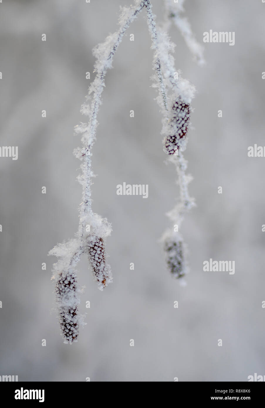 birch tree under the hoar-frost Stock Photo