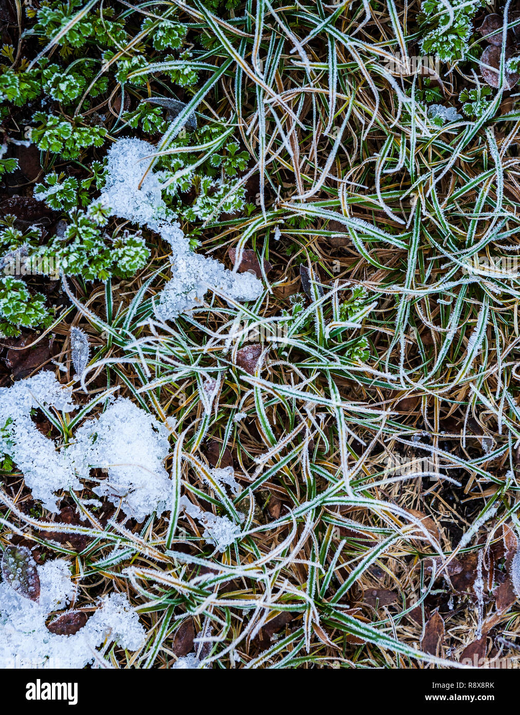 Closeup of frost covered grasses and bits of snow. Stock Photo