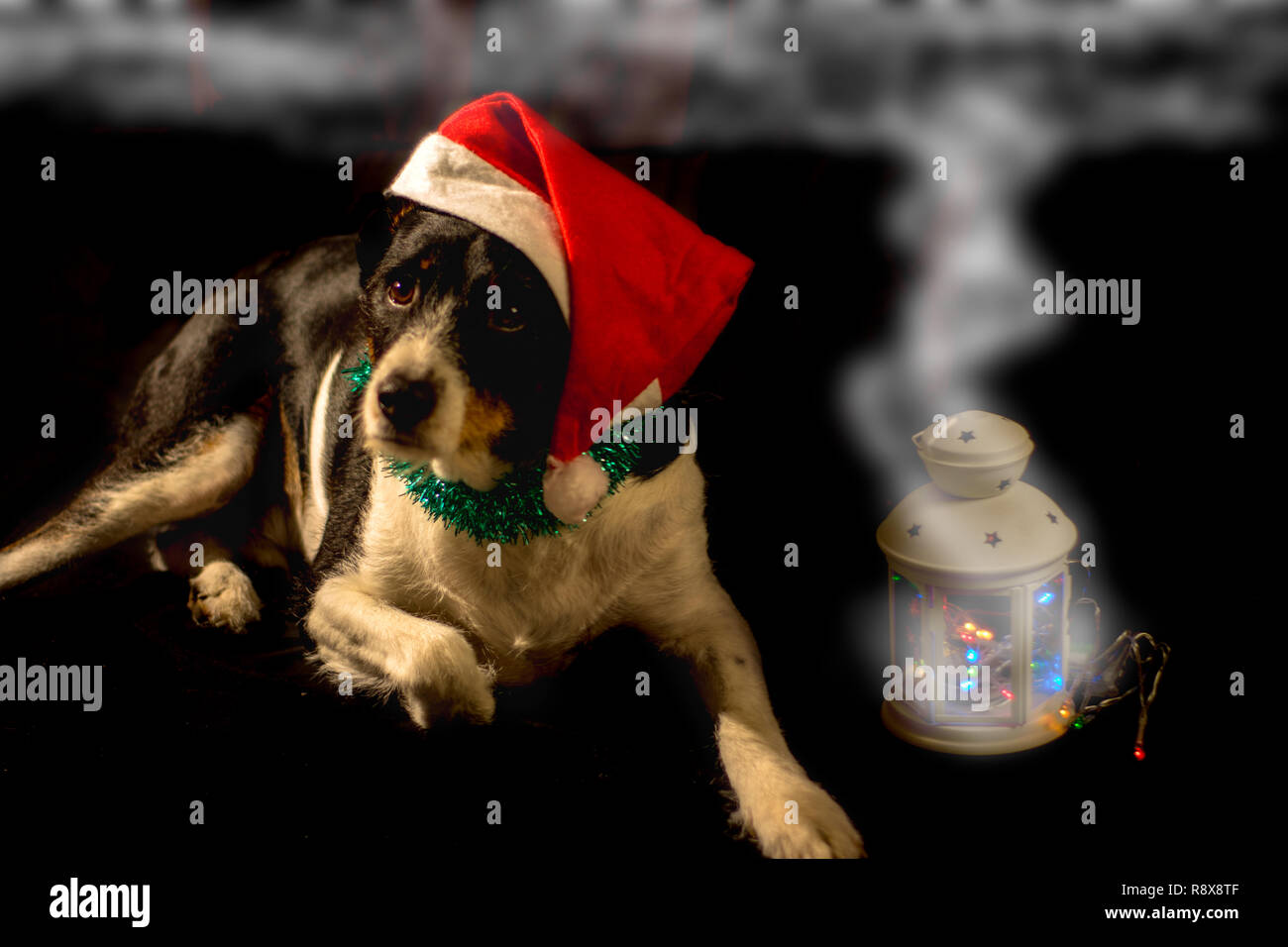 dog posing for the christmas with the hat and colours light Stock Photo