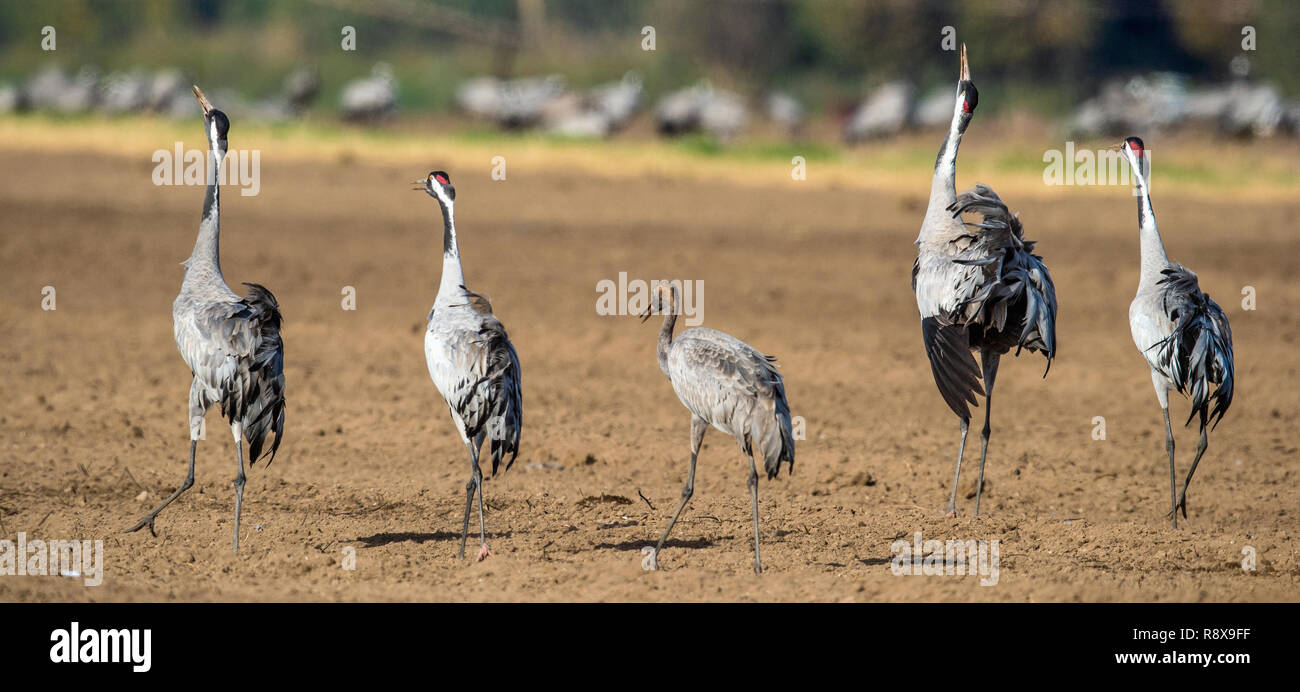 Dancing Cranes  in  arable field.  Common Crane, Scientific name: Grus grus, Grus communis. Stock Photo