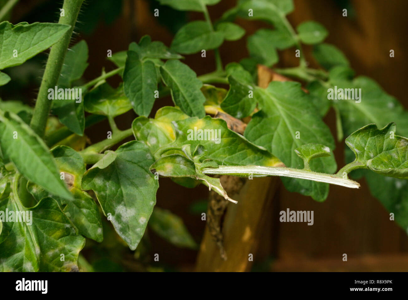 Vegetable, tomato plant problems and sickness ,too much water can cause the blight to spread Stock Photo