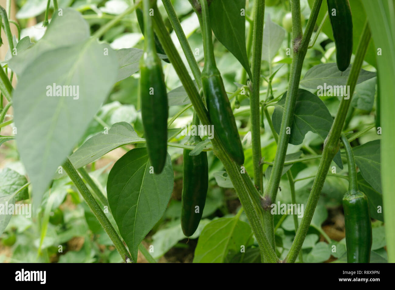 Jalapeno peppers growing on plant hires stock photography and images