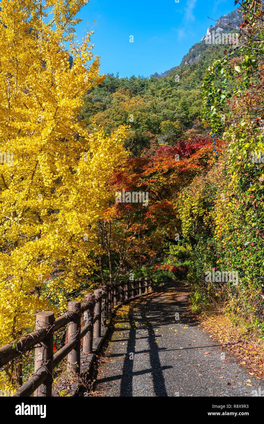 Japan Trees Path Beautiful autumn trees with pathway and fence in national park in Japan ...