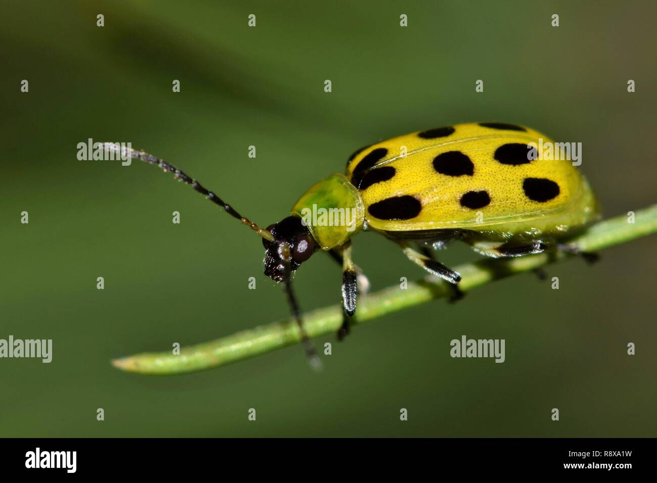 A Spotted Cucumber Beetle (Diabrotica undecimpunctata) makes its way along a pine needle. These beetles are considered pests in many parts of the US. Stock Photo