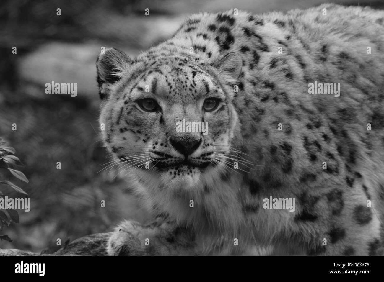 Black and white Profile Portrait of a Snow Leopard in a Snow Storm Against a Mot Stock Photo