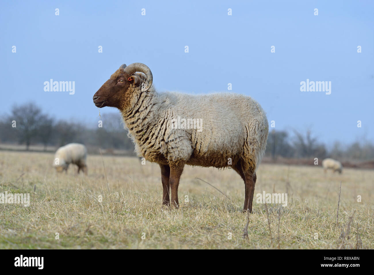 Sheep / Ram in Suffolk field Stock Photo