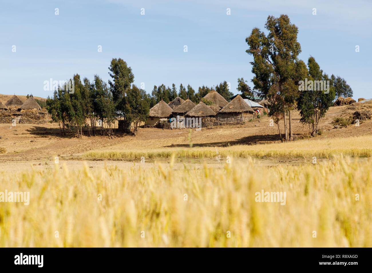 Cereal crops. Ethiopia. Africa Stock Photo Alamy