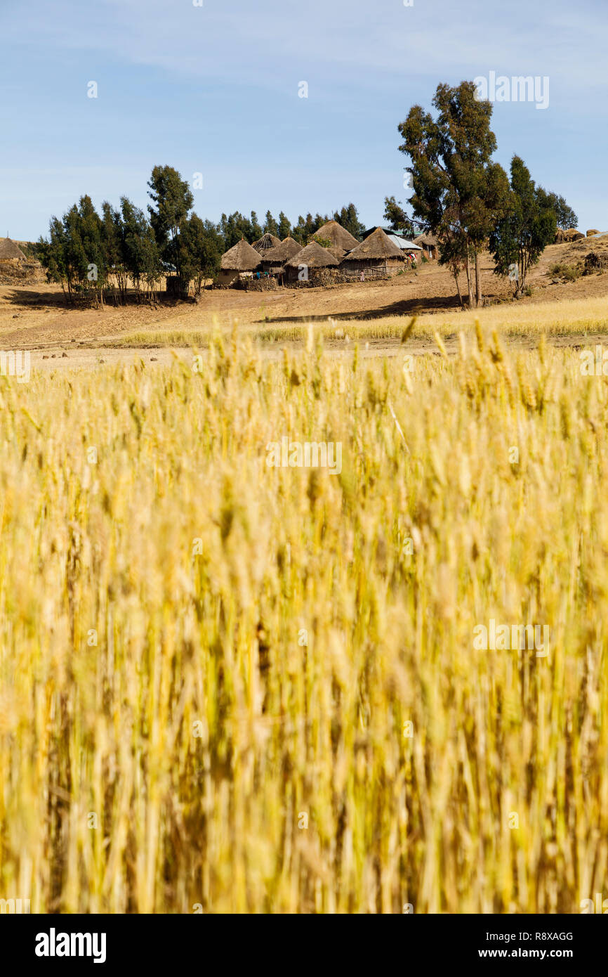 Ethiopia crops hires stock photography and images Alamy