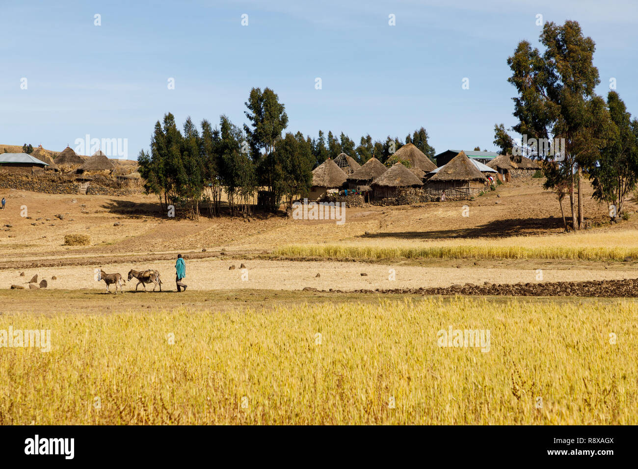 Ethiopia crops hires stock photography and images Alamy
