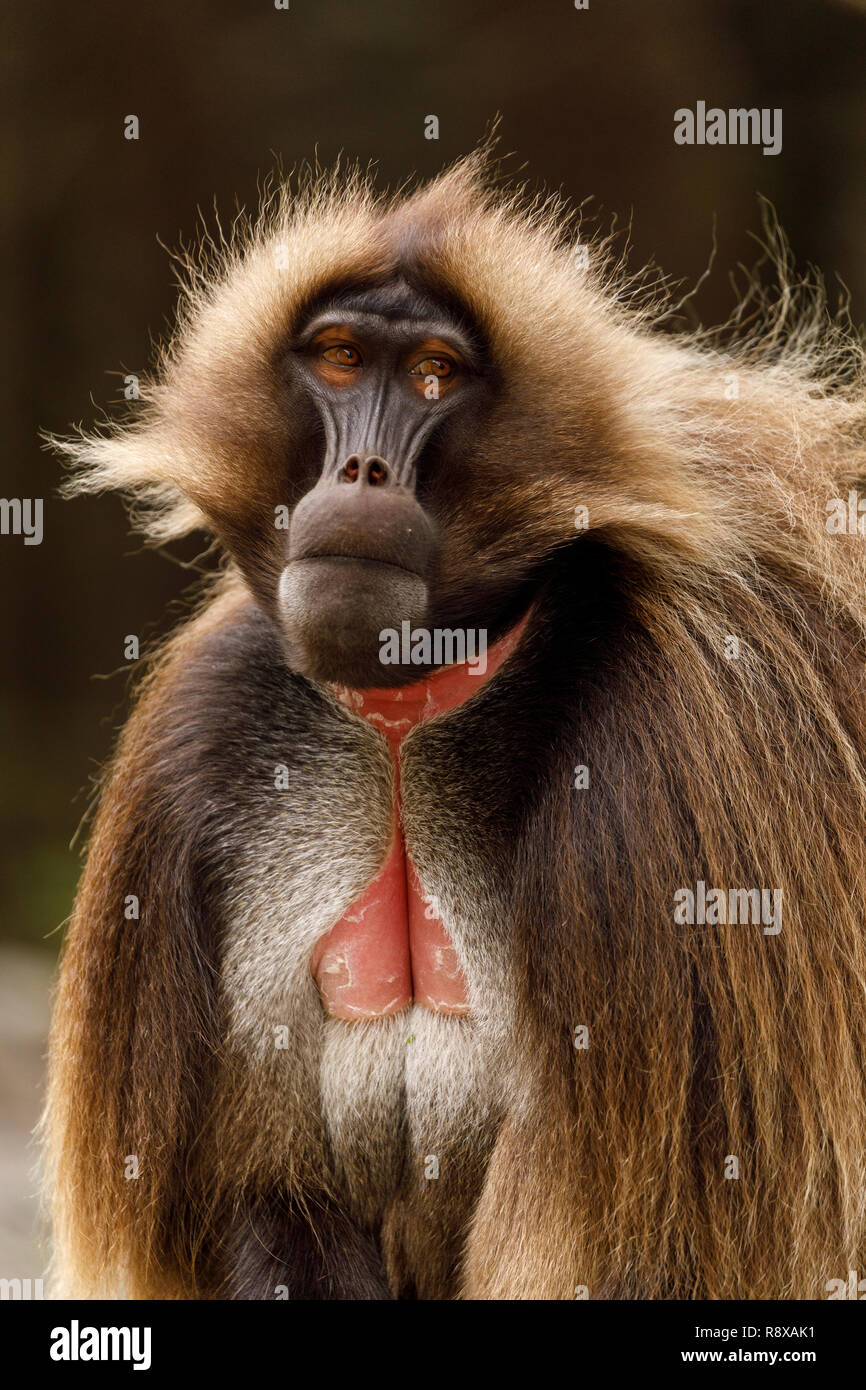 Gelada baboon portrait (Theropithecus gelada) Debre Sina. Ethiopia. Africa Stock Photo