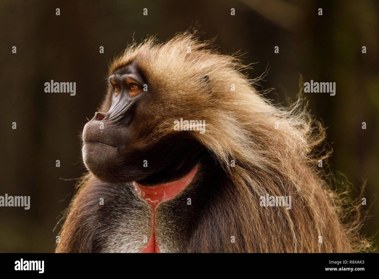 Gelada baboon portrait (Theropithecus gelada) Debre Sina. Ethiopia. Africa Stock Photo