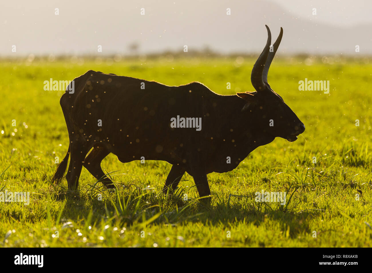 Cows gracing near of Kemise. Ethiopia. Africa Stock Photo