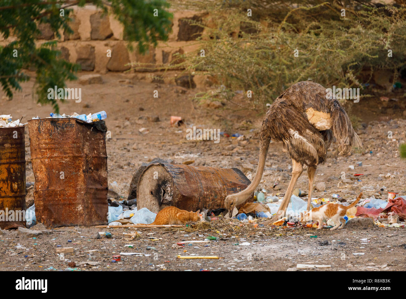 Common ostrich (Struthio camelus) and cats eating garbage. Ethiopia. Africa Stock Photo