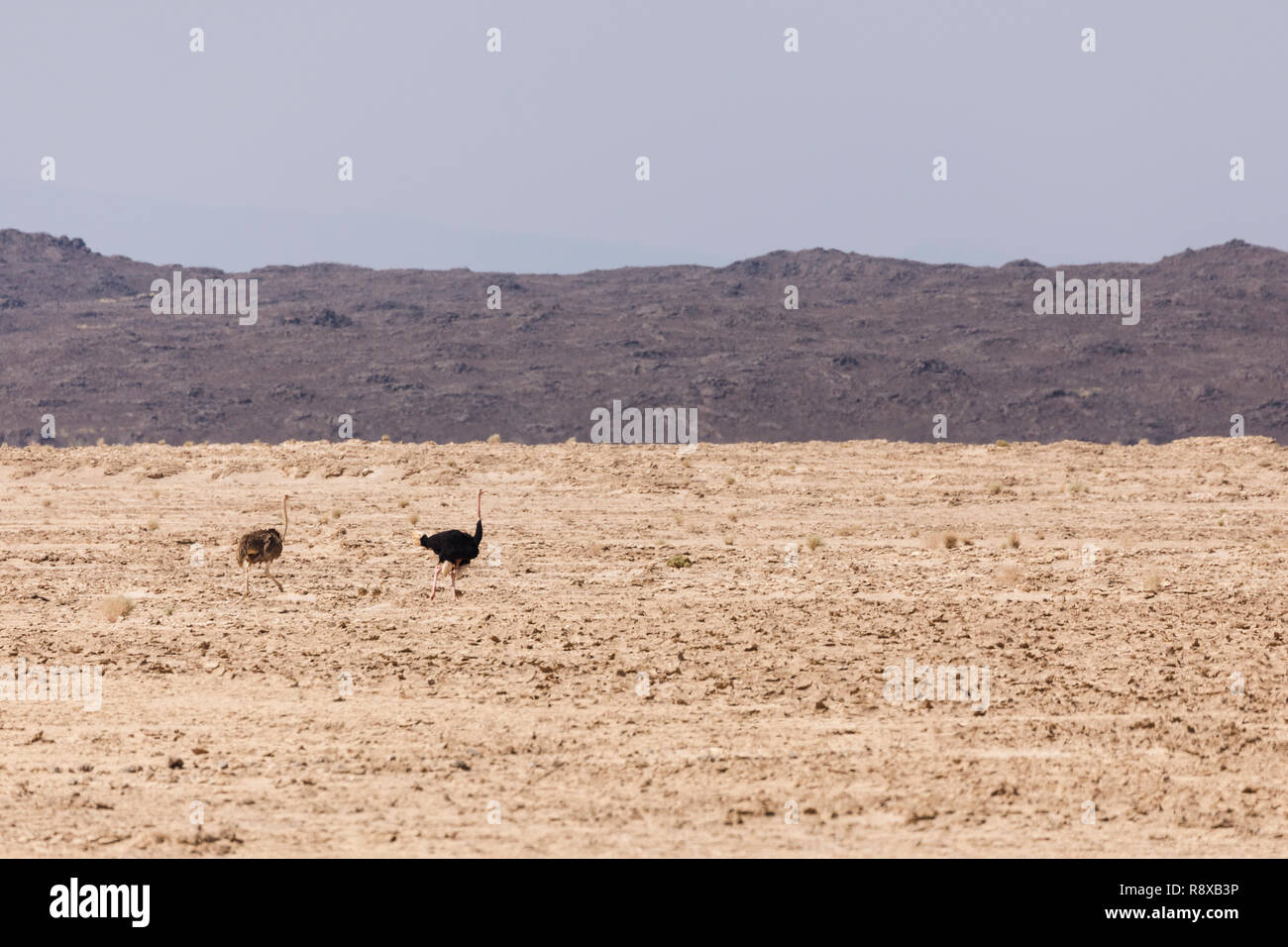 Common ostrich family (Struthio camelus) Male, female and trhee babys. Danakil depression.  Near of Afrera lake. Ethiopia. Africa Stock Photo