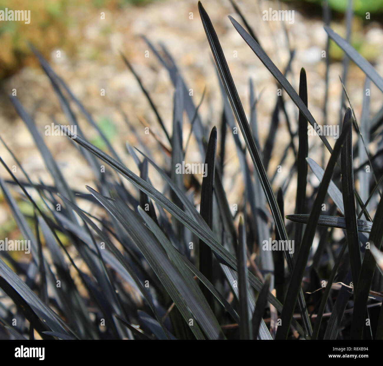 The black foliage of Ophiopogon planiscapus nigrescens also known as black mondo grass or black lilyturf Stock Photo
