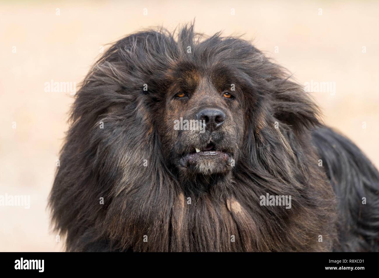 China, Inner Mongolia, Hebei Province, Zhangjiakou, Bashang Grassland,Tibetan Mastiff Stock Photo