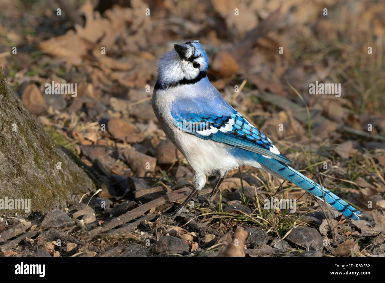 Blue Jay Feathers High Resolution Stock Photography And Images Alamy Blue Jay Feathers High Resolution Stock Photography And Images Alamy