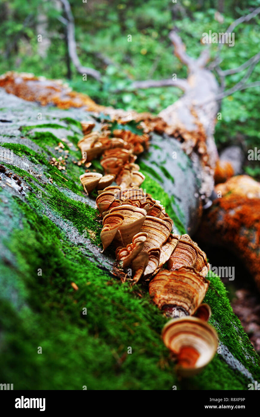 Wild Fungi on a trunk of tree are surrounded by green leaves. Fallen big tree closeup. A lot of mushrooms growing on a tree. Brown and yellow fungi, g Stock Photo