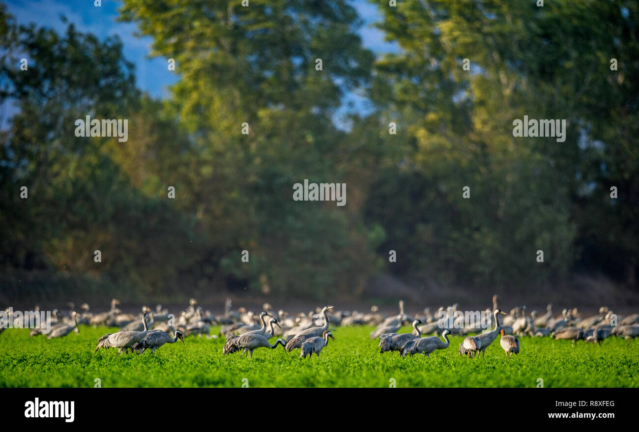 Cranes  in a field foraging.  Green grass background.  Common Crane. Scientific name: Grus grus, Grus communis.  Cranes Flock on the green field. Stock Photo