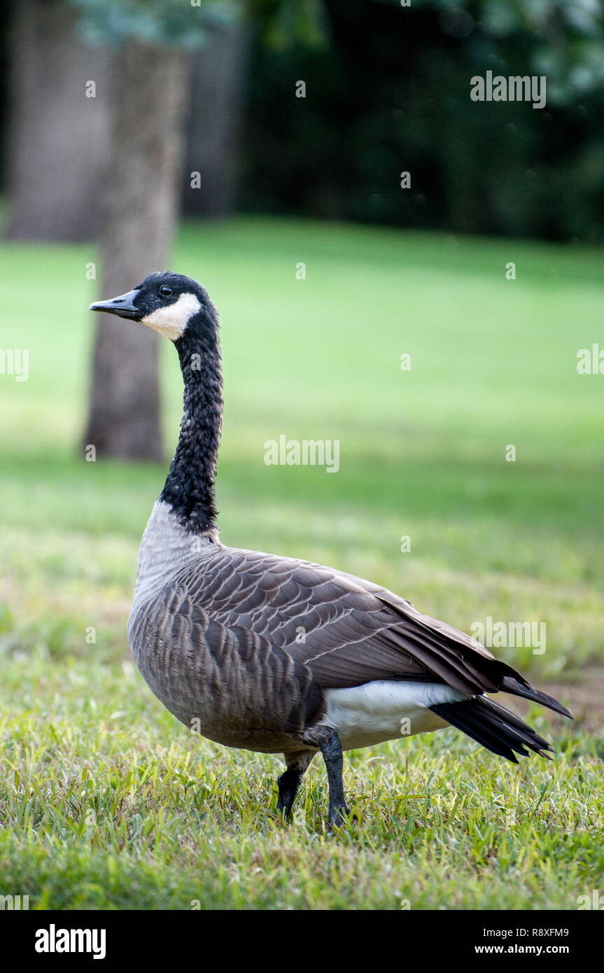 Canadian geese photographed Stock Photo Alamy