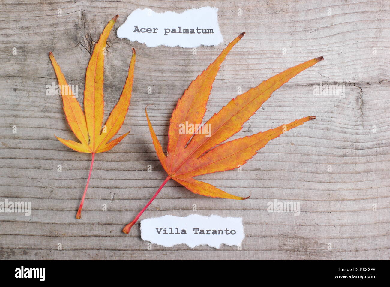 Acer palmatum 'Villa Taranto' Japanese maple leaves on in autumn - November, UK Stock Photo