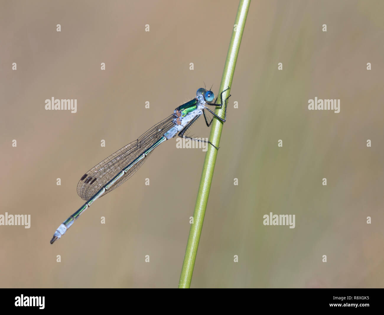 Emerald Damselfly male settled on a reed stem Stock Photo