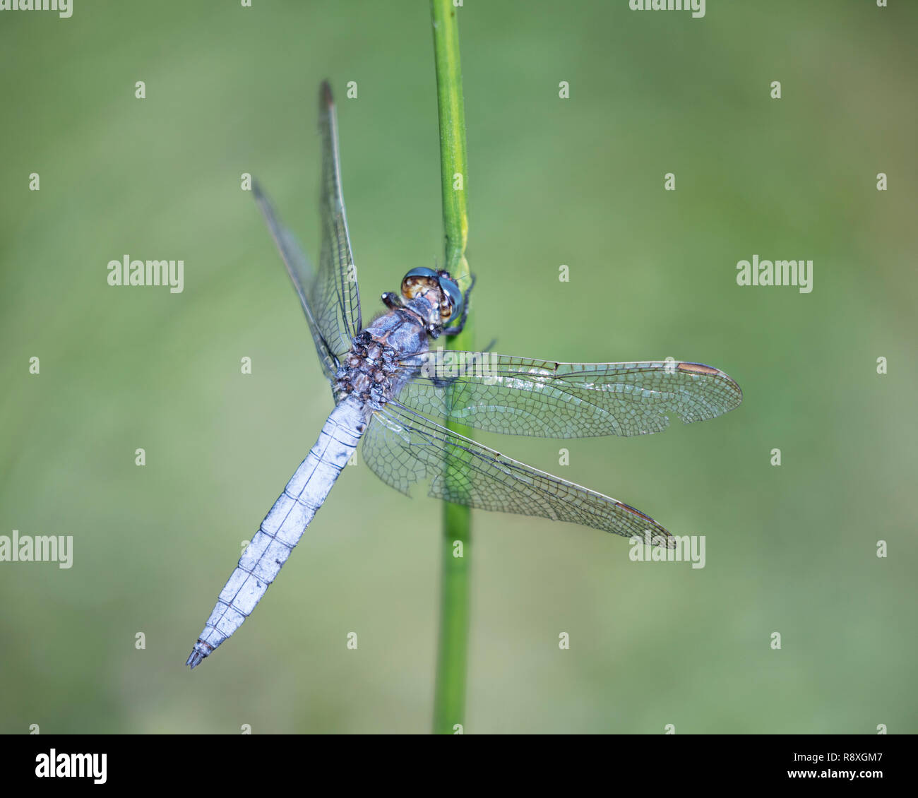 Male Keeled Skimmer dragonfly clinging to a reed stem Stock Photo - Alamy