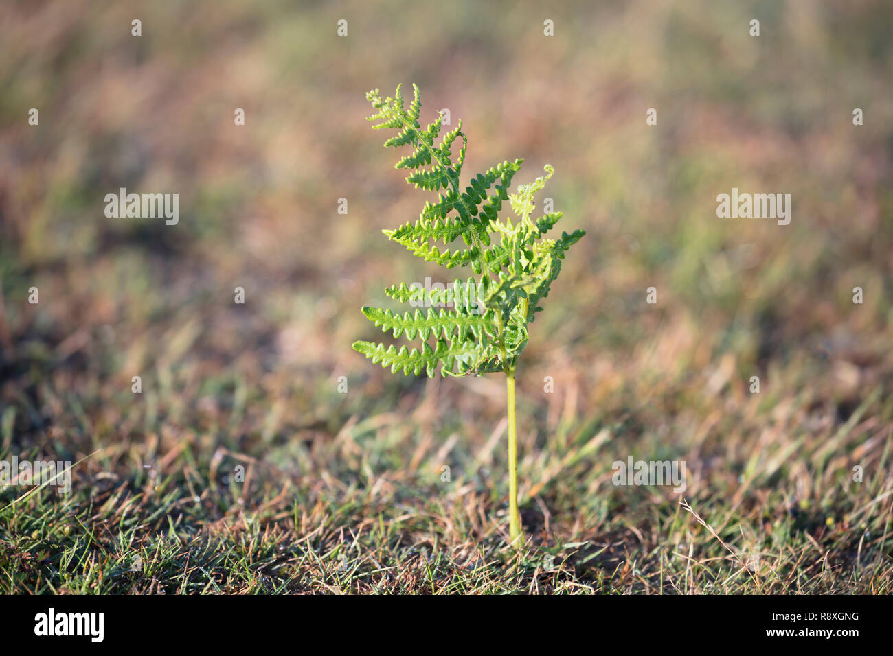 Young bracken plant sprouting up out of the soil in a meadow Stock Photo