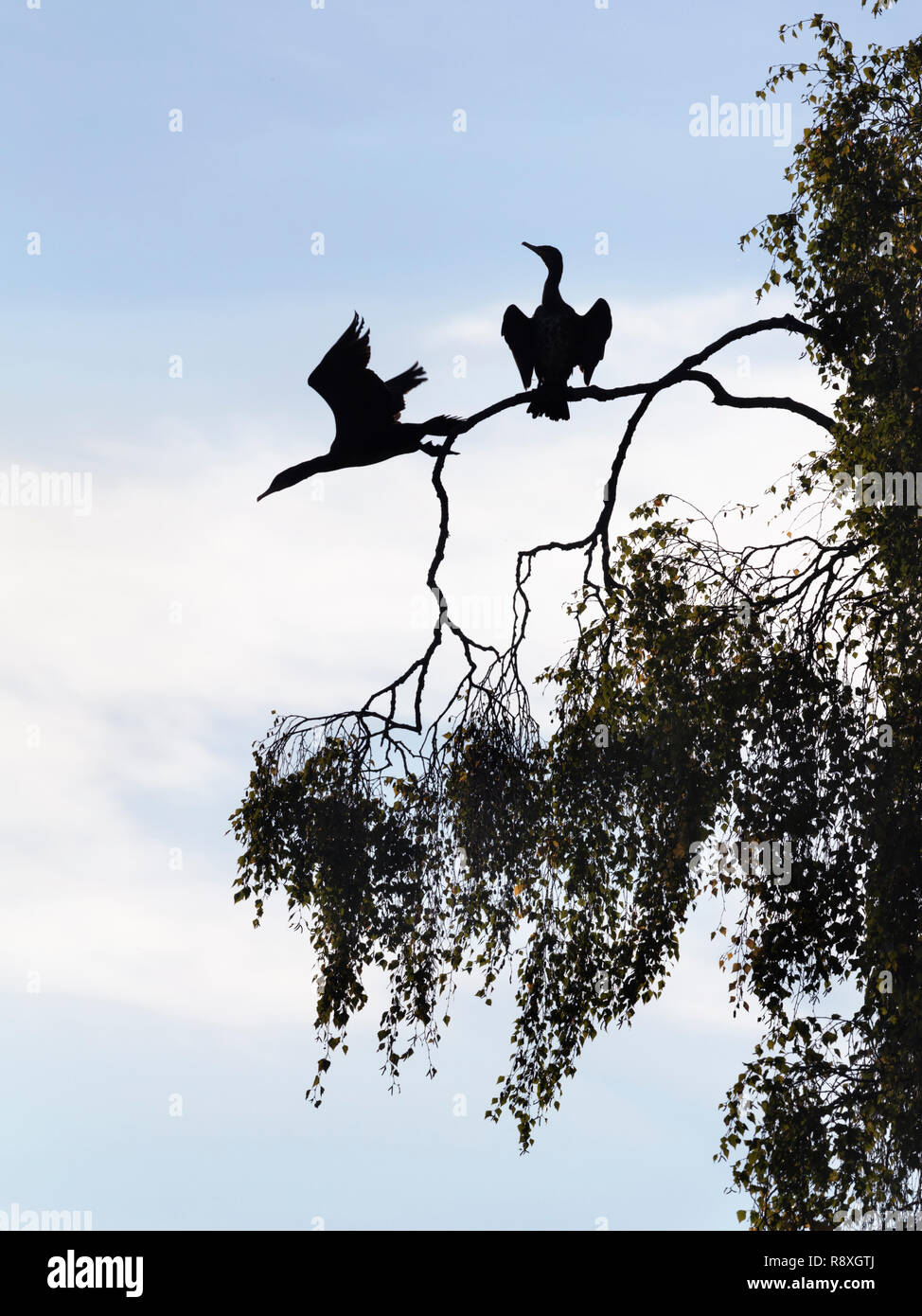 Pair of Great Cormorants perched in a tree with one just flying off Stock Photo