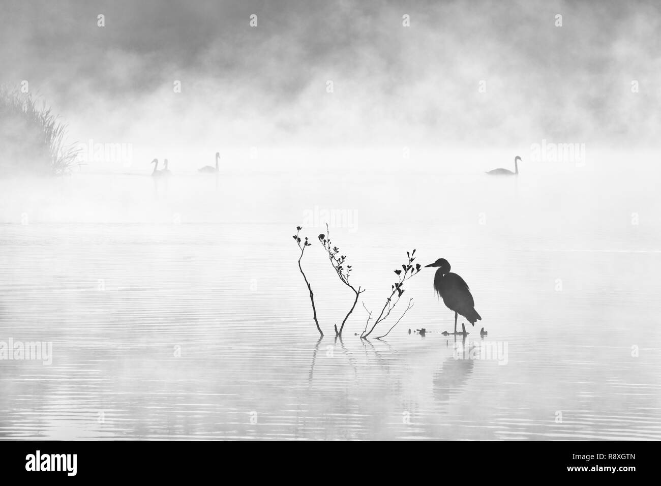 Atmospheric black and white image of birdlife on a misty lake at dawn Stock Photo