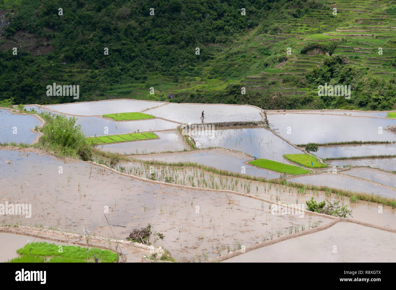 Farmer in fields at Maligcong Rice Terraces, Bontoc, Mountain Province, Luzon, Philippines Stock Photo