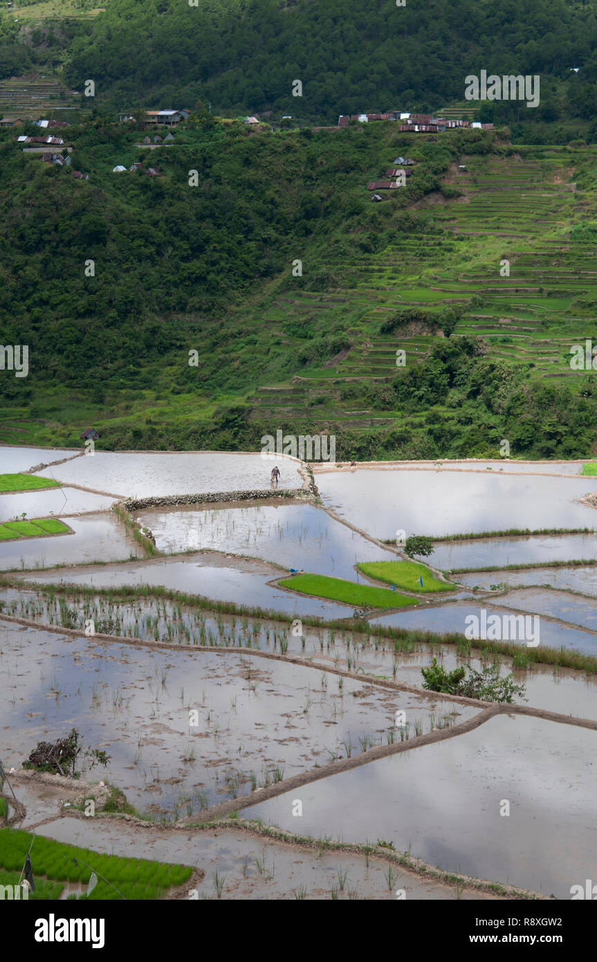 Farmer in fields at Maligcong Rice Terraces, Bontoc, Mountain Province, Luzon, Philippines Stock Photo