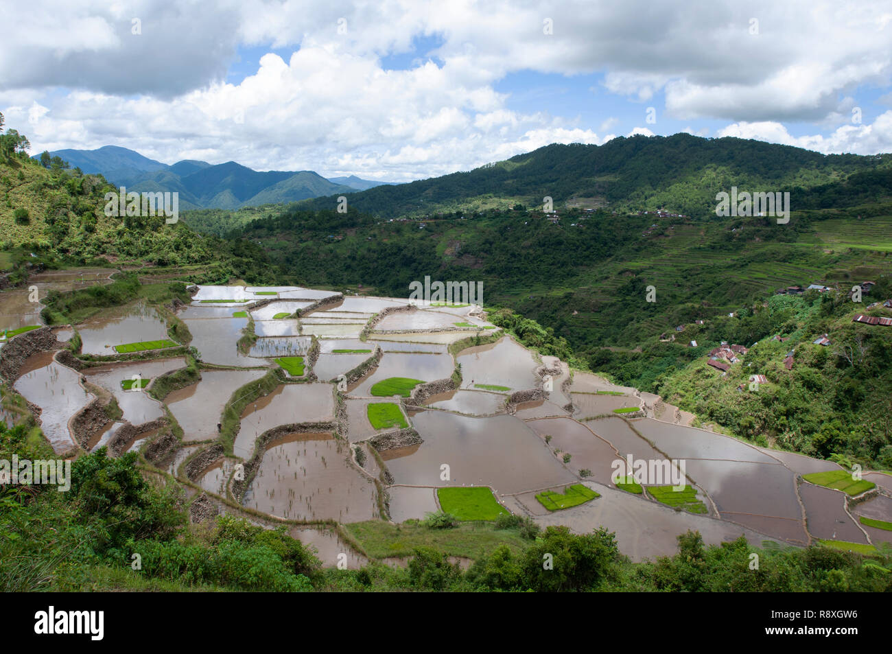Maligcong Rice Terraces, Bontoc, Mountain Province, Luzon, Philippines Stock Photo