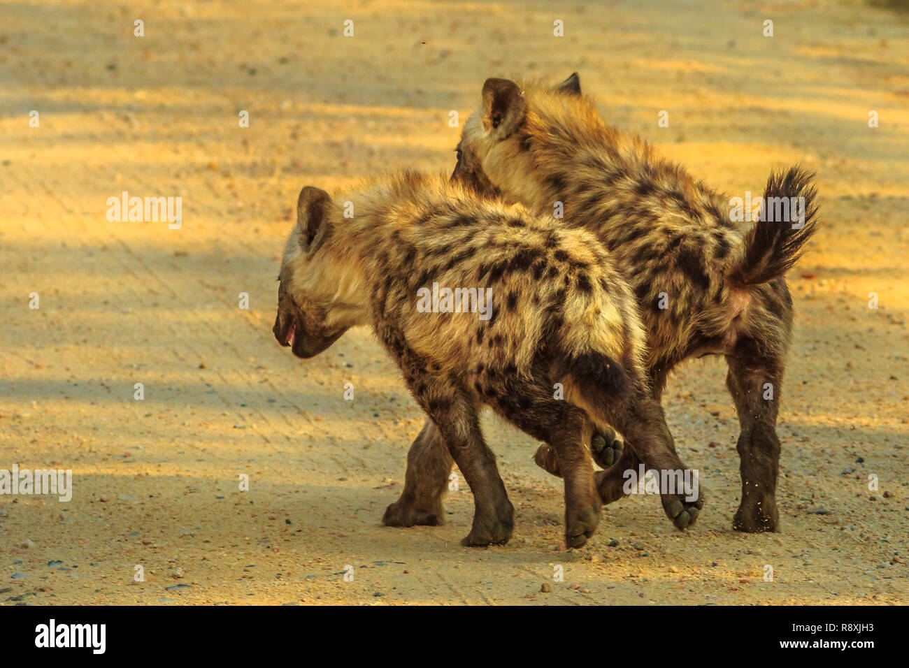 Iena ridens hi-res stock photography and images - Alamy