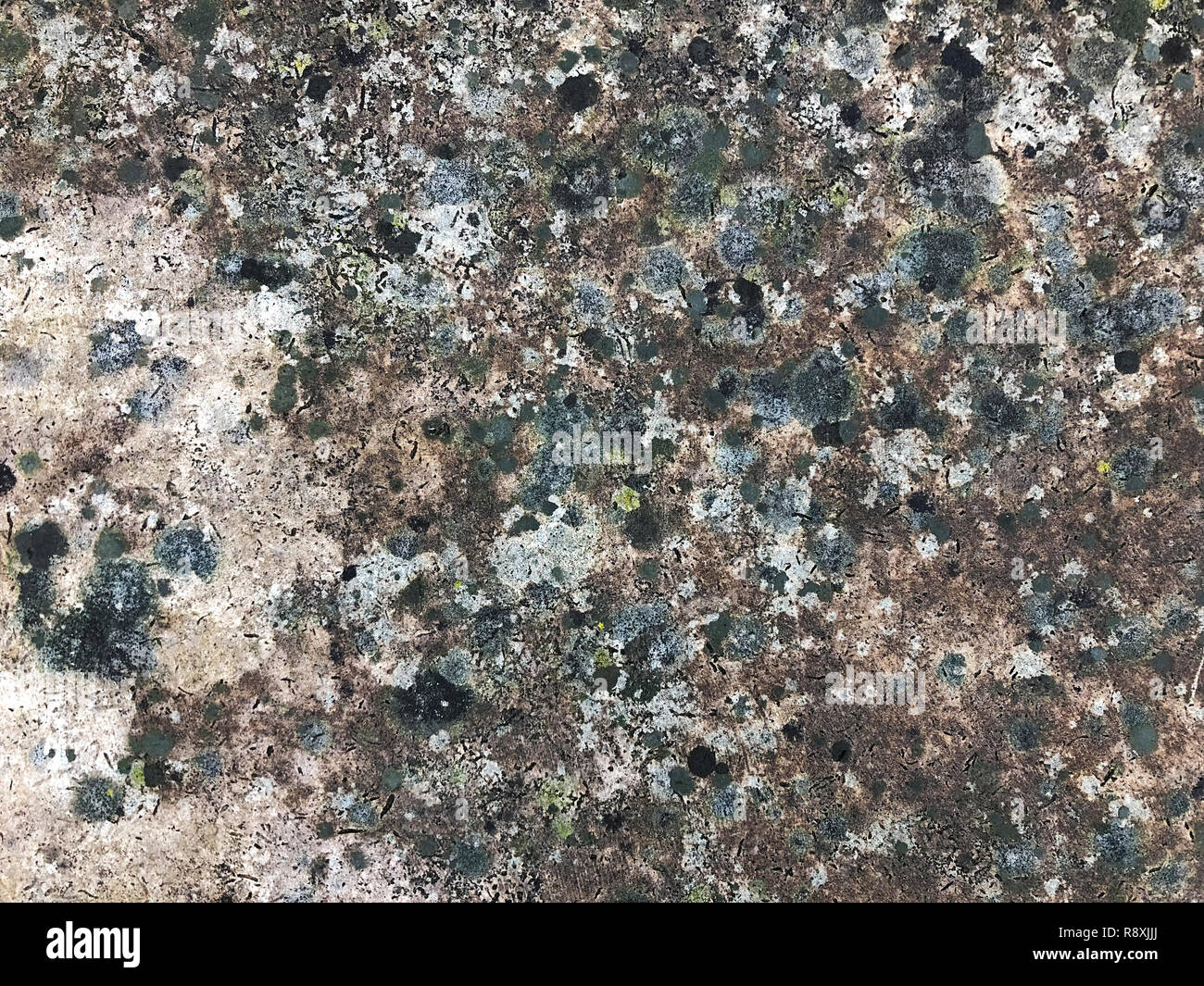 A beautiful texture of living and dying  lichen growing on a limestone rock at Dewey Nelson State Park in Wisconsin. Stock Photo