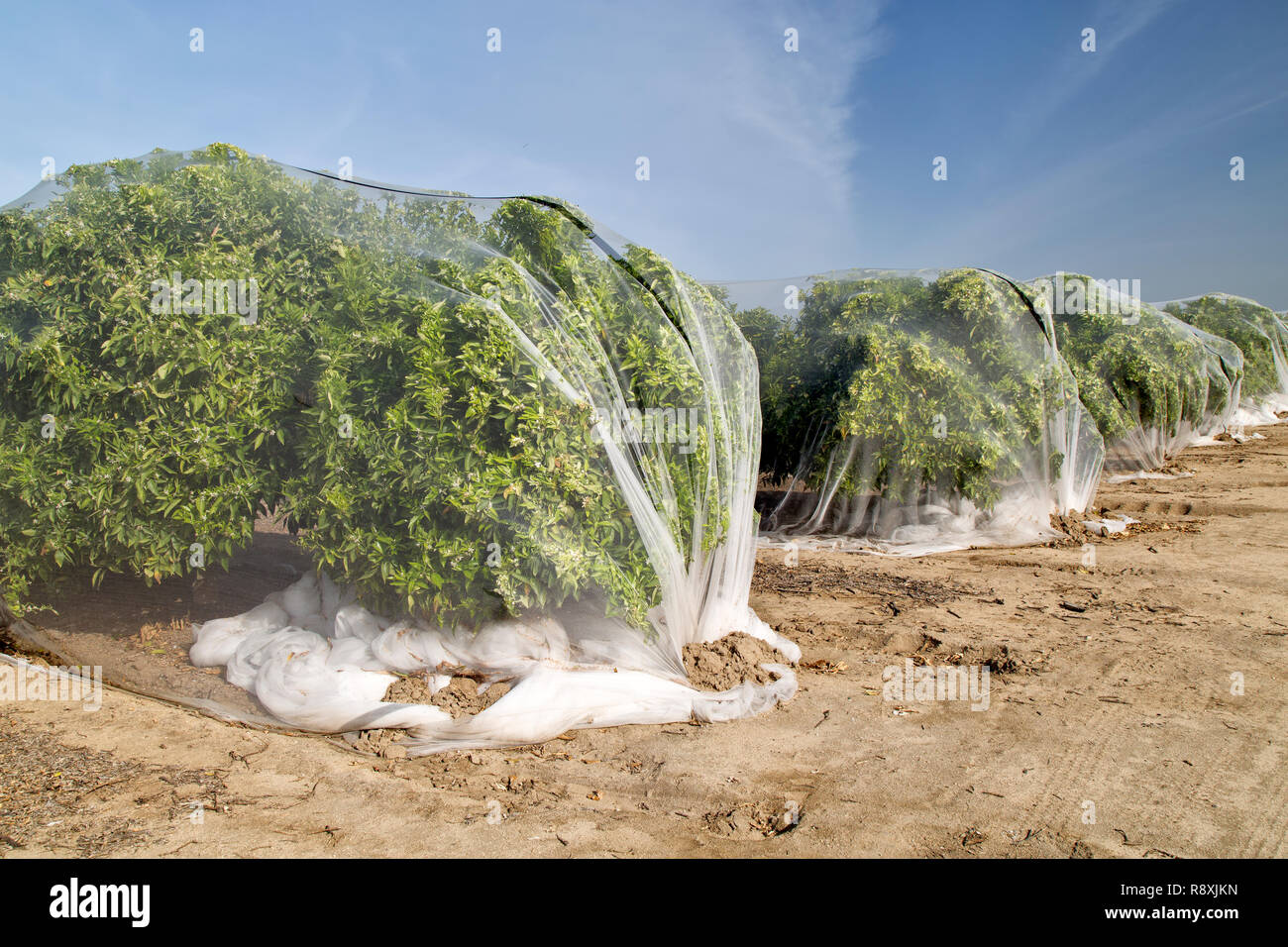 Netting protecting 'Clementine' mandarin orchard from cross-pollination of fruit, Polyethylene fine mesh netting. Stock Photo