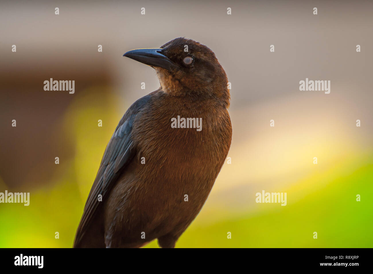 Birds photographed in Mexico Stock Photo - Alamy