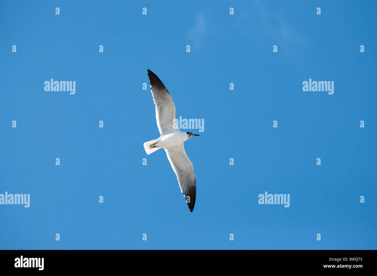 Birds photographed in Mexico Stock Photo - Alamy
