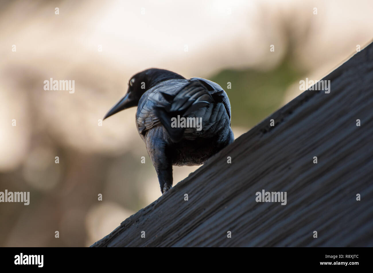 Birds photographed in Mexico Stock Photo - Alamy
