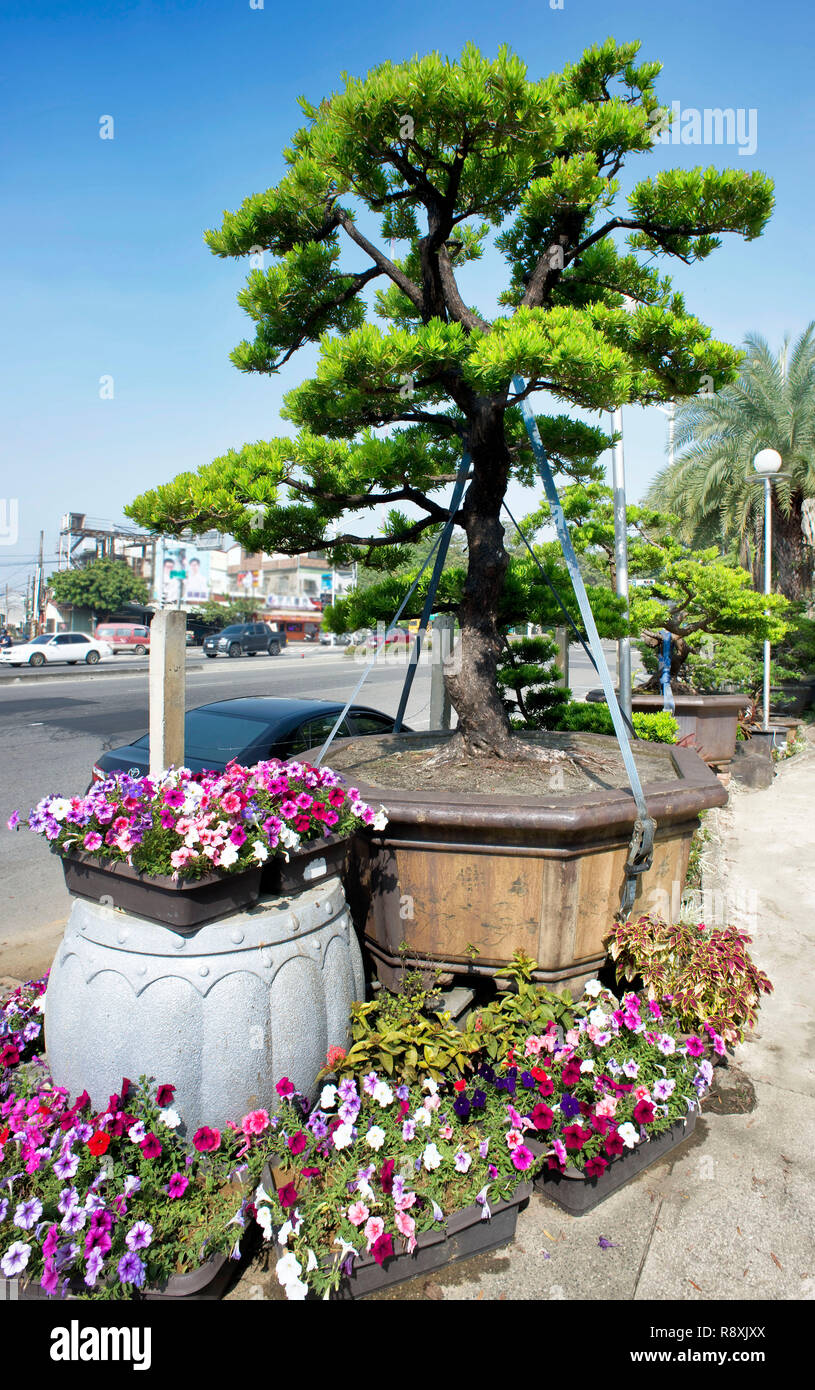 Bonsai tree and trays of flowers on a side street in Taiwan Stock Photo