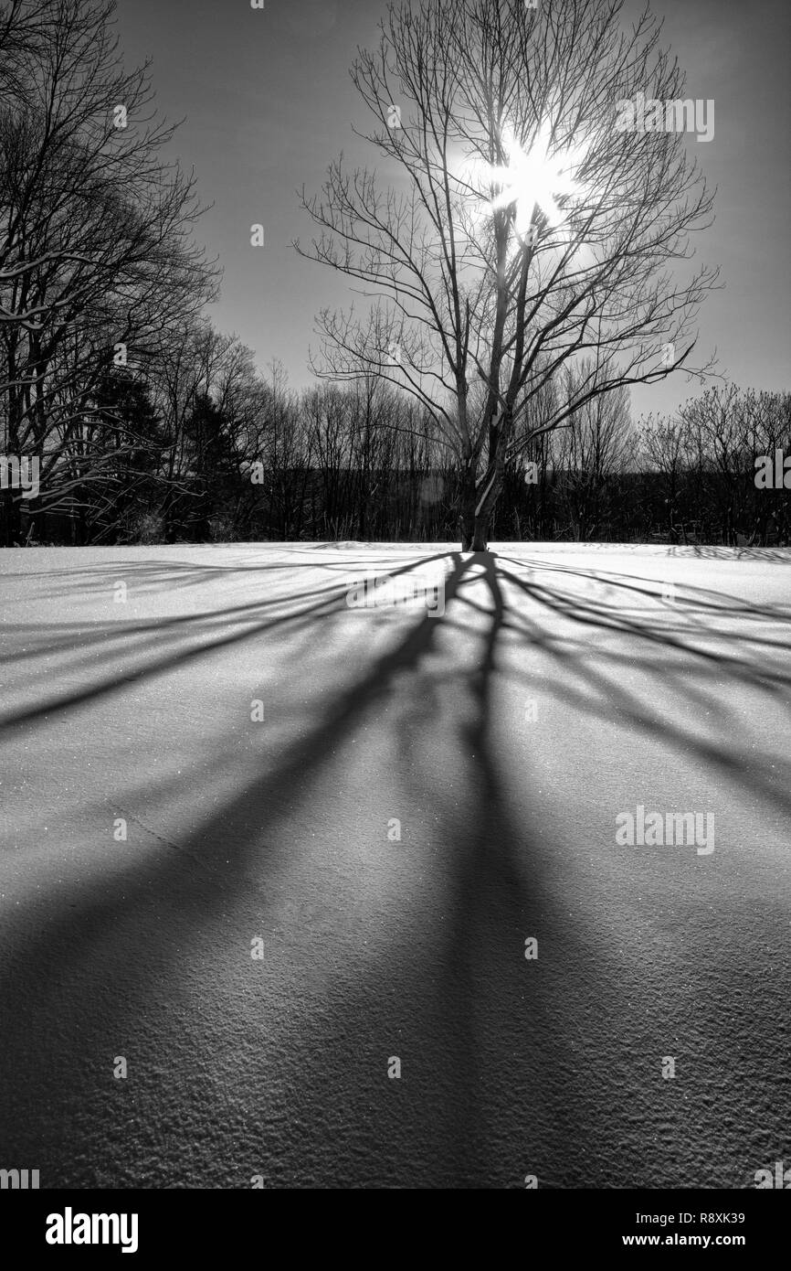 Long early morning shadows cast on the snow Stock Photo