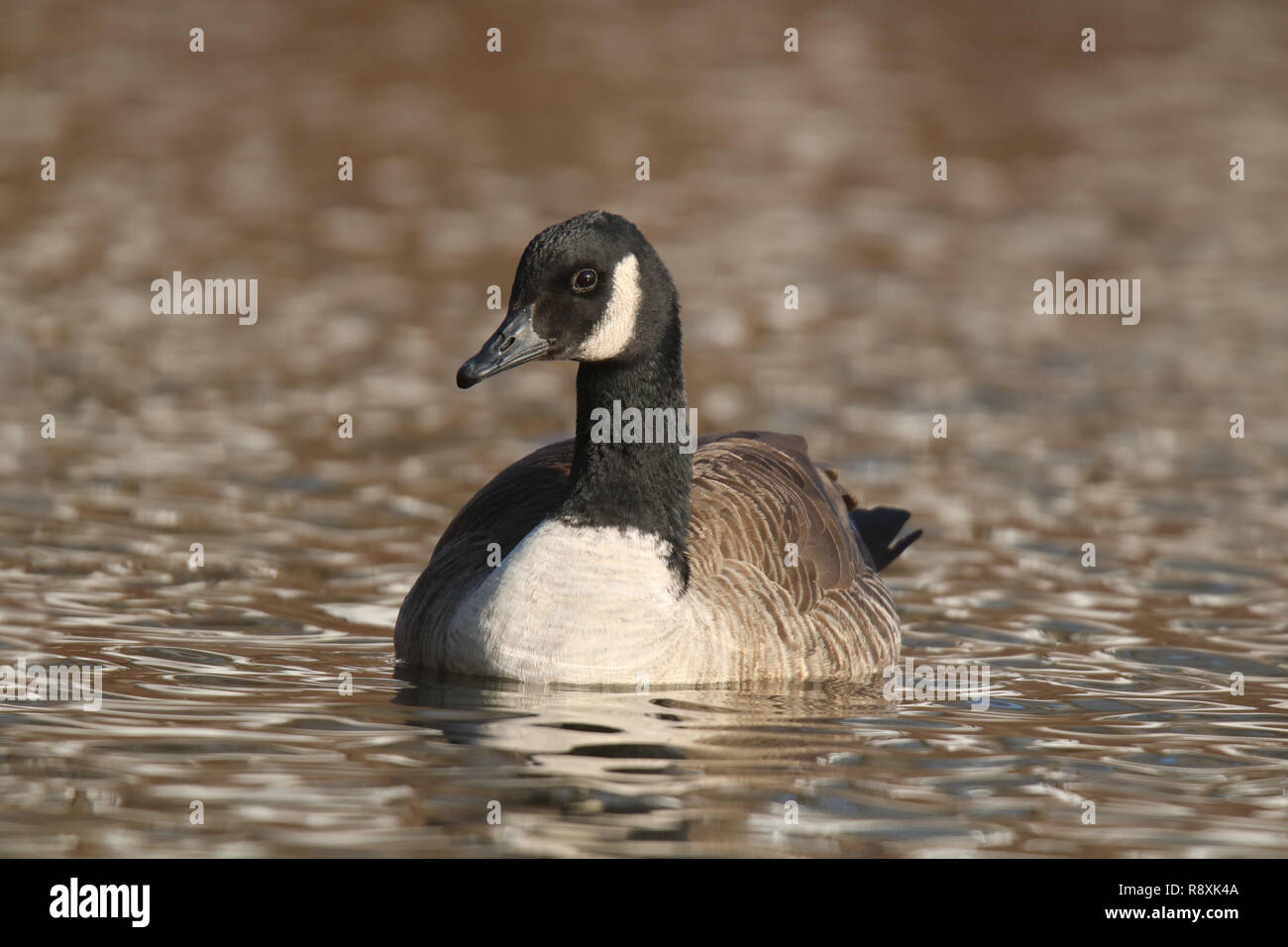 Canada Goose Branta canadensis Swimming on Gold Water Stock Photo