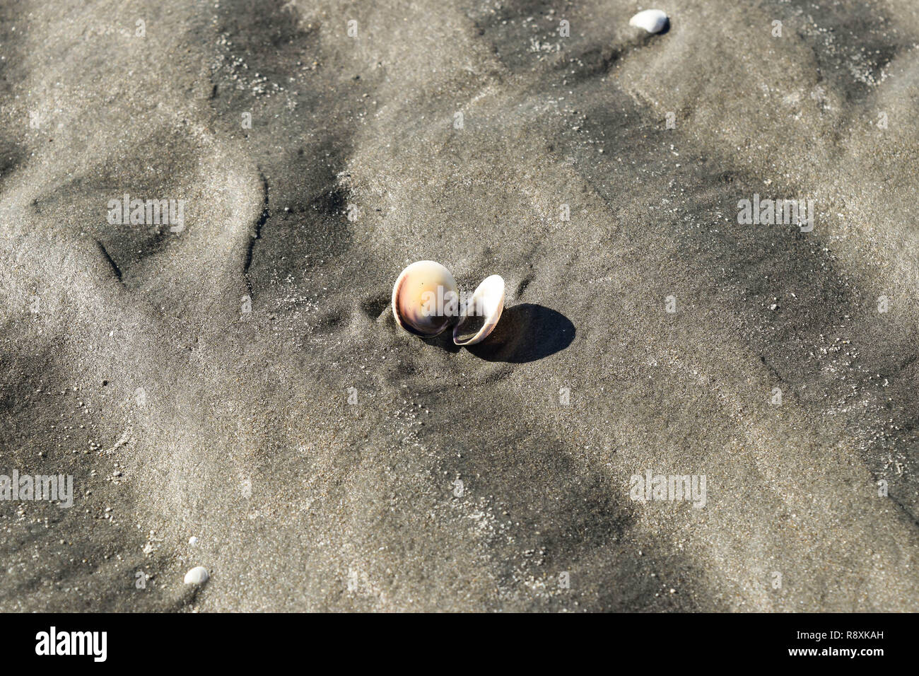 Open and empty shellfish on the beach sand in Gisborne, New Zealand