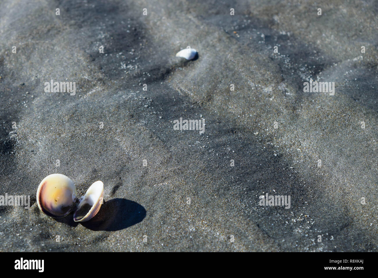 Open and empty shellfish on the beach sand in Gisborne, New Zealand