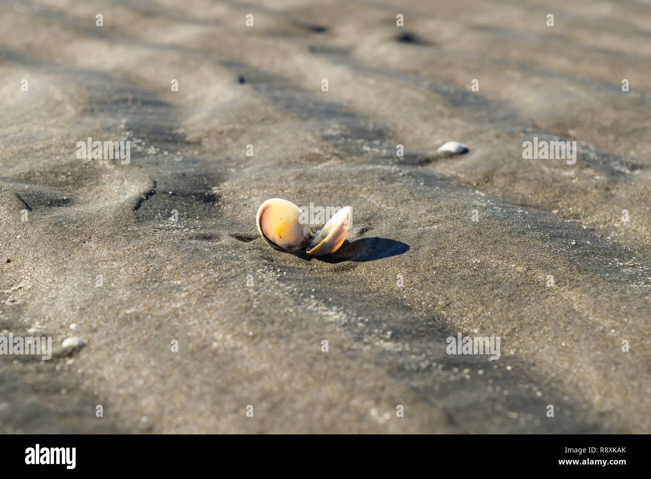 Open and empty shellfish on the beach sand in Gisborne, New Zealand
