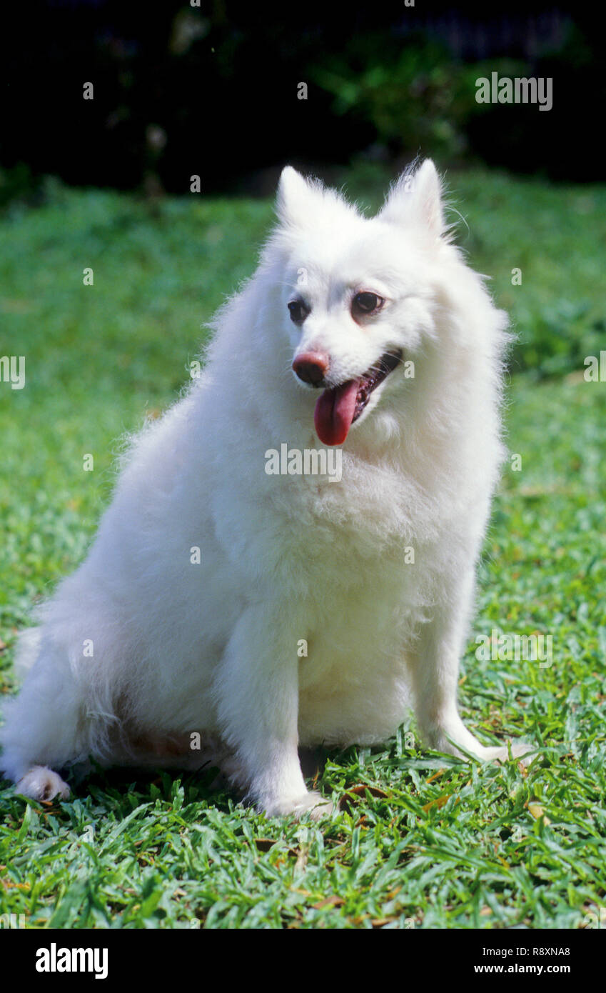 Pomerian Dog Stock Photo